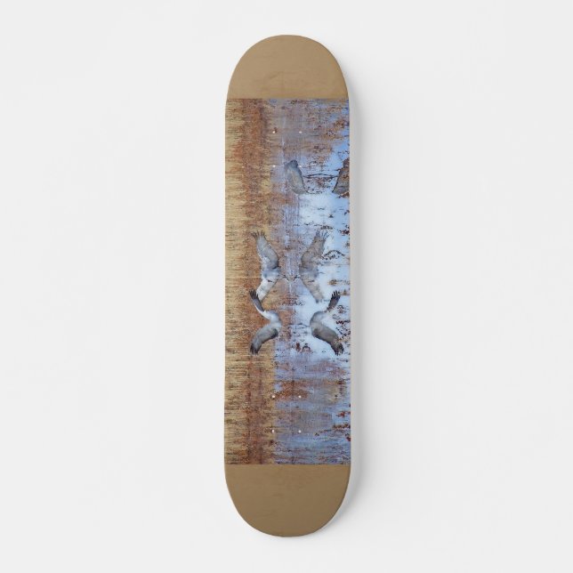 Sandhill Cranes el monopatín de la fotografía (Anverso )