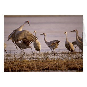 Sandhill Cranes Grus canadensis) Platte