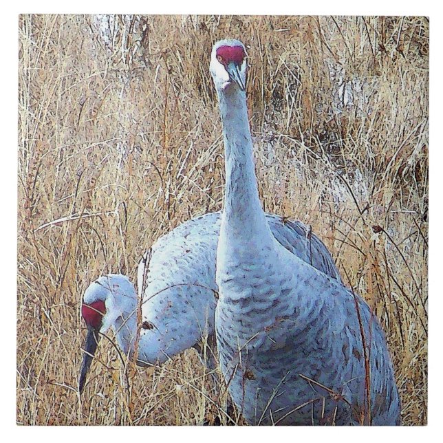 Sandhill Cranes la teja (Frente)