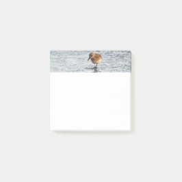 Sandpiper Bird Photo Stationery 3x3 Notas