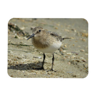 Sandpiper en el imán de la playa