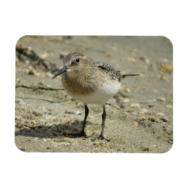 Sandpiper en el imán de la playa (Horizontal)