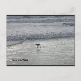 Sandpiper solitario | Postal Blue Beach Song™