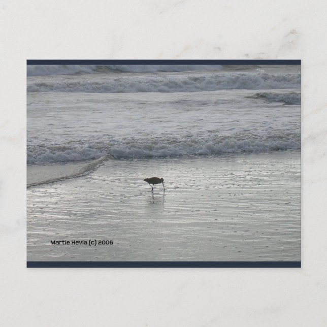 Sandpiper solitario | Postal Blue Beach Song™ (Anverso)