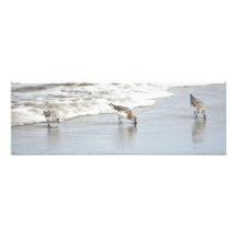 Sandpipers en la gran foto de la playa