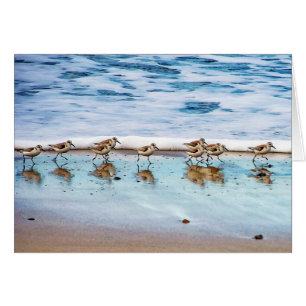 Sandpipers En La Playa
