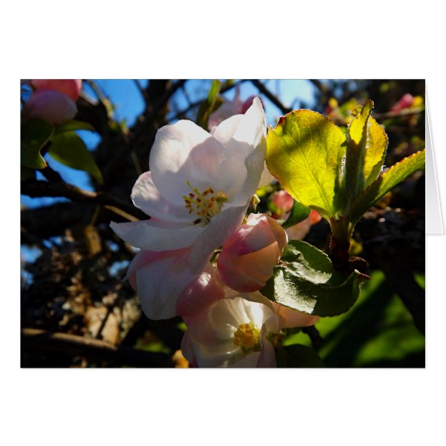 Sangre de rubefacción (Anverso (Horizontal))