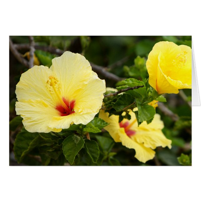 Sanibel (Anverso (Horizontal))