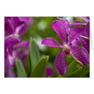 Sánscrito de Singapur para Ciudad León). Nacional