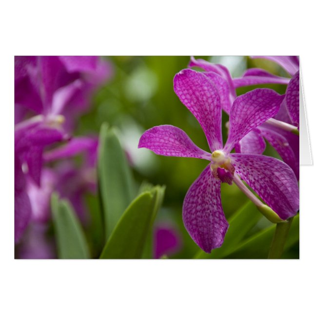 Sánscrito de Singapur para Ciudad León). Nacional (Anverso (Horizontal))