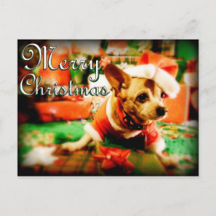 Santa Clause Chihuahua Feliz Navidad