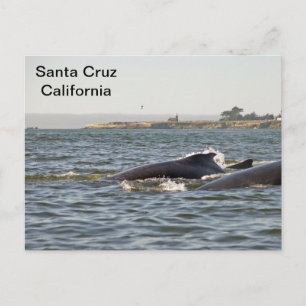 Santa Cruz, CA Humpbacks en la postal del faro