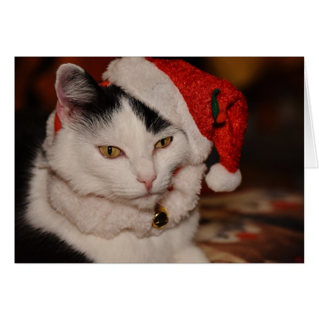 Santa Kitty | Gato negro y blanco (Anverso (Horizontal))
