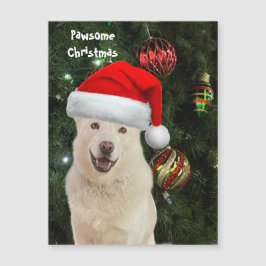 Santa Paws - Crystal the Husky Dog Navidades