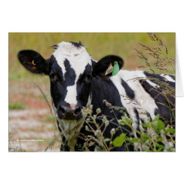 ¡Santo Vaca! ¡Es un frisón Holstein!