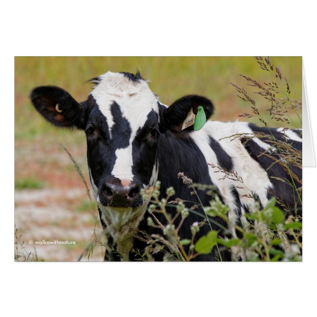 ¡Santo Vaca! ¡Es un frisón Holstein! (Anverso (Horizontal))