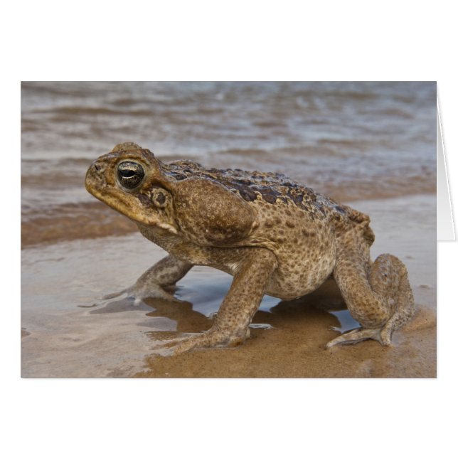 Sapo Cane Rhinella marina, previamente Bufo (Anverso (Horizontal))