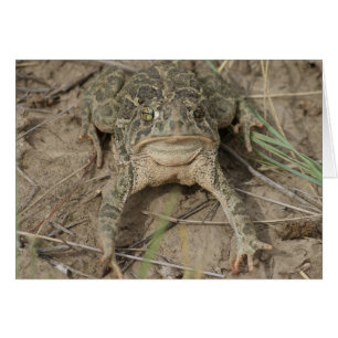 Sapo de la pradera R10