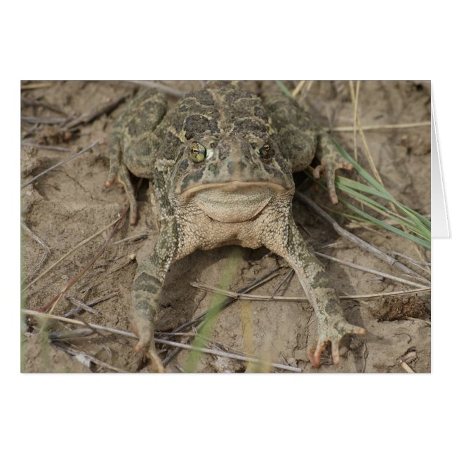 Sapo de la pradera R10 (Anverso (Horizontal))