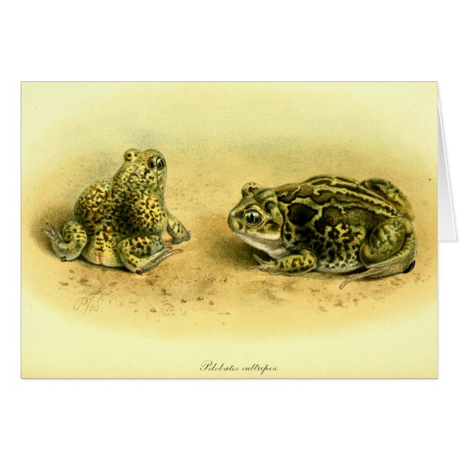 Sapo de Spadefoot científico del ilustracion del (Anverso (Horizontal))