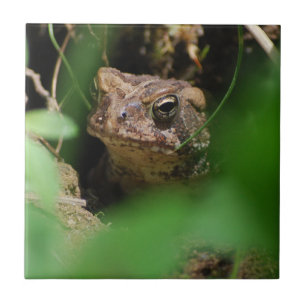 Sapo en una teja del agujero