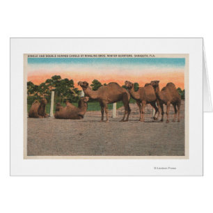 Sarasota, Florida - Camellos en Ringling Bros