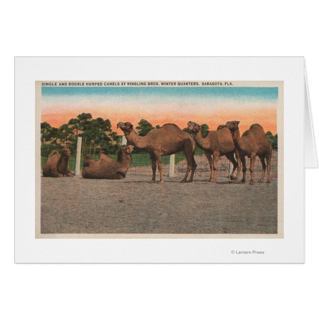 Sarasota, Florida - Camellos en Ringling Bros (Anverso (Horizontal))