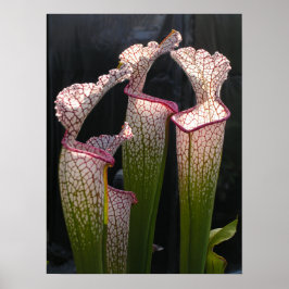 Sarracenia leucophylla Foto Poster arte mural