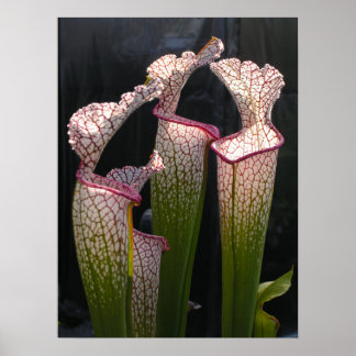 Sarracenia leucophylla Foto Poster arte mural