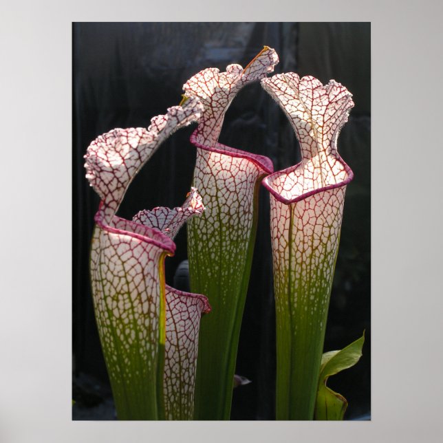 Sarracenia leucophylla Foto Poster arte mural (Frente)