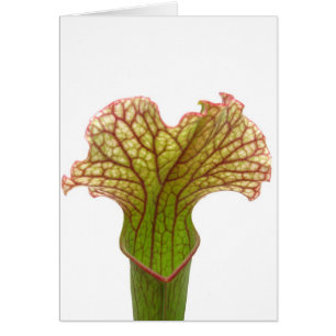 Sarracenia Pitcher Plant