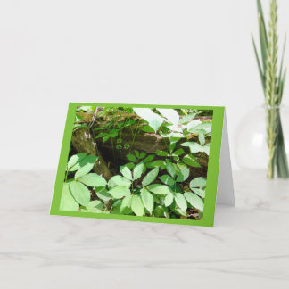 Sarsasparilla en tarjeta de nota del espacio en