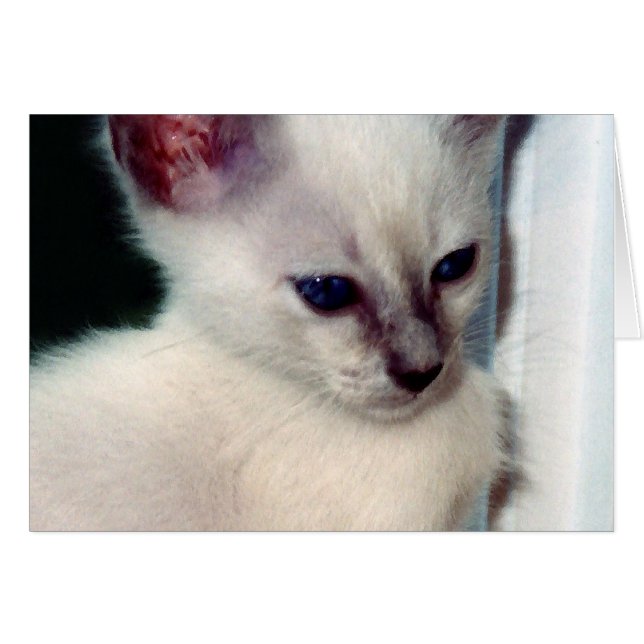 Sasha Kitten Card (Anverso (Horizontal))