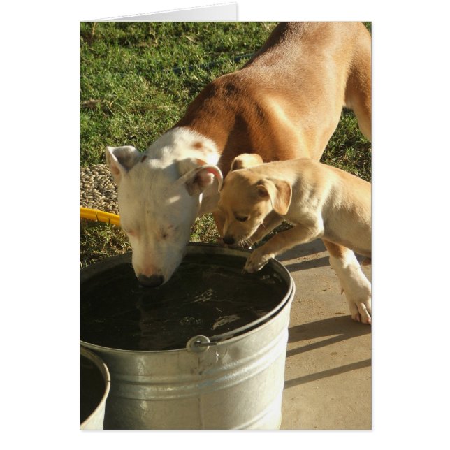 Sasha & Louie (Frente)