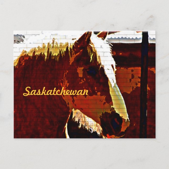 Saskatchewan, Caballo de Sorrel en postal de perfi (Anverso)