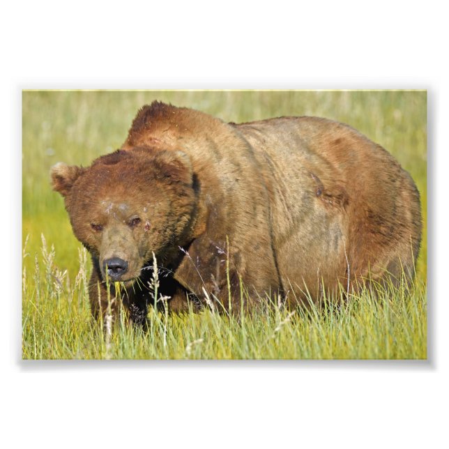 Satin de 6x4 Foto de oso pardo (Frente)