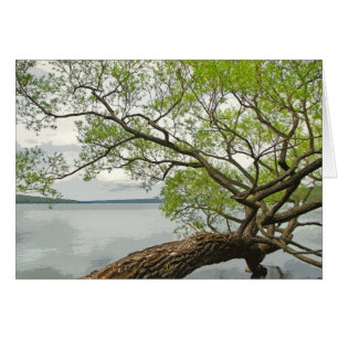 Sauce en el lago