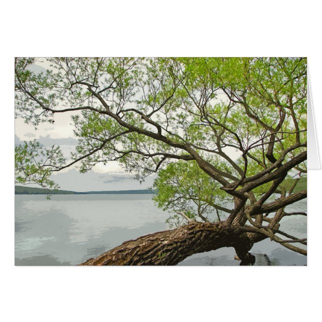 Sauce en el lago (Anverso (Horizontal))