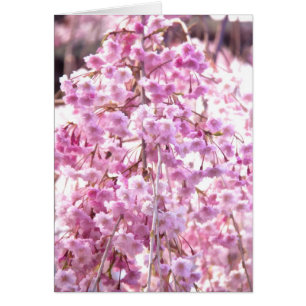 Sauce llorón pintado de rosa Árbol florecido
