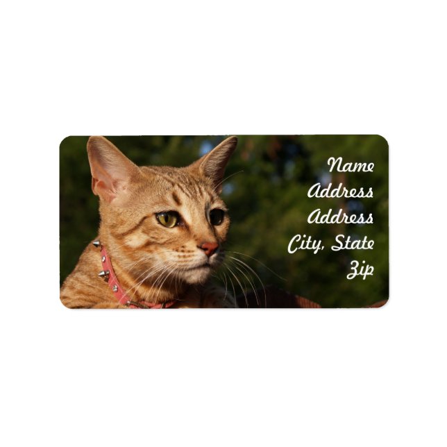 Savannah Cat Address Pegatina (Frente)