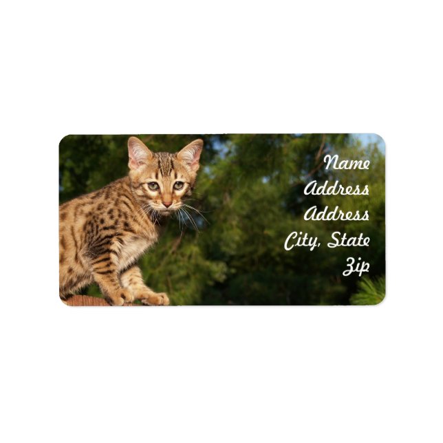 Savannah Cat Address Pegatina (Frente)