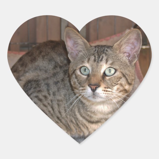 Savannah Cat Heart Pegatina (Anverso)