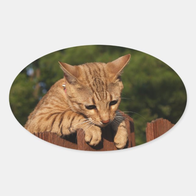 Savannah Cat Oval Pegatina (Anverso)