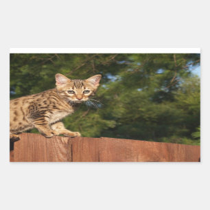 Savannah Cat Rectangle Pegatina