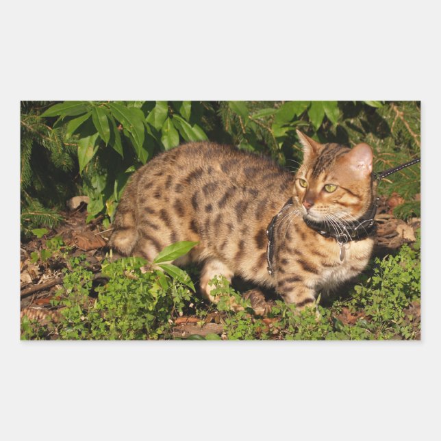 Savannah Cat Rectangle Pegatina (Anverso)