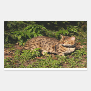 Savannah Cat Rectangle Pegatina
