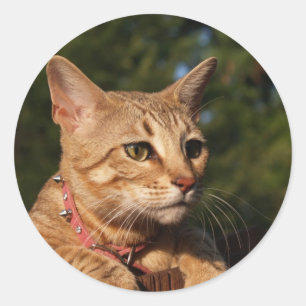 Savannah Cat Round Pegatina