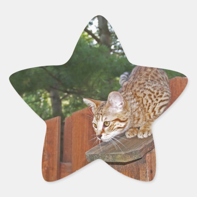Savannah Cat Star Pegatina (Anverso)