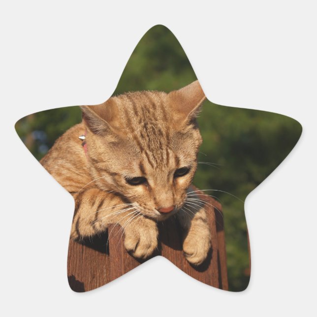 Savannah Cat Star Pegatina (Anverso)