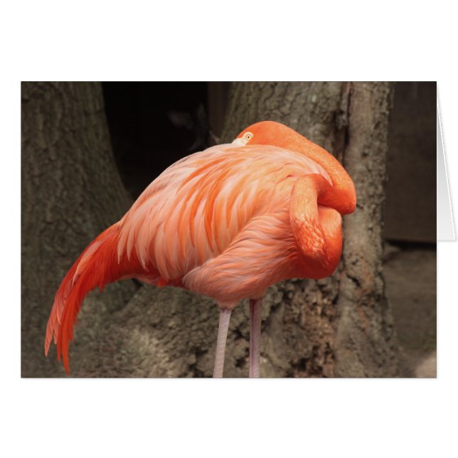 Scarlet Flamingo (Anverso (Horizontal))